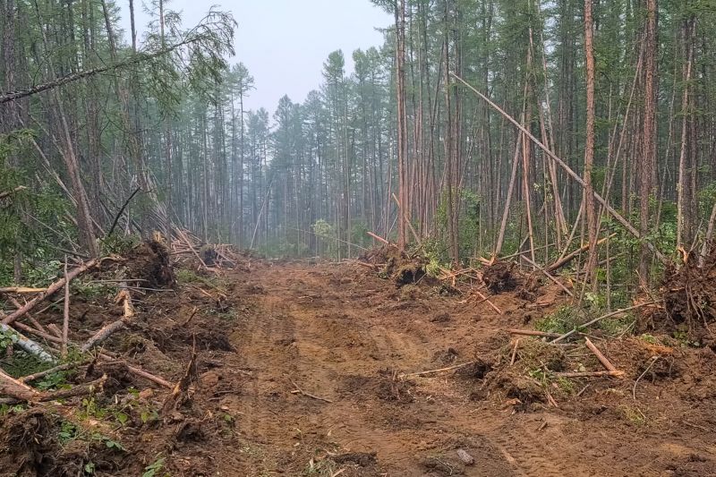 Thicket Clearing