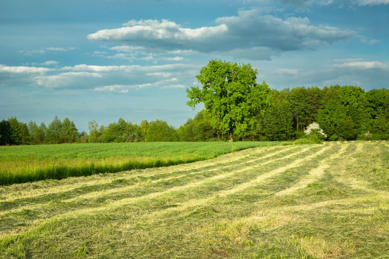 Early Summer Vegetation