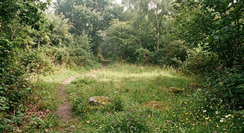 Land Clearing